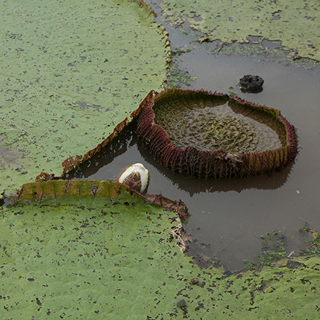 AMAZONAS 24 rio mosaico galeria_MG_4766.jpg